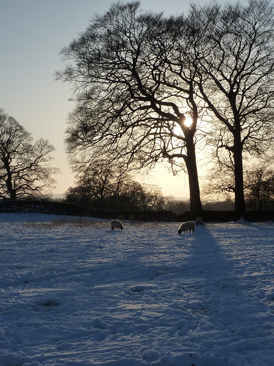 Trees and Sheep in Barrowford